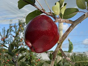 High-density apple varieties from FILAVAL, designed for optimal growth and exceptional quality.