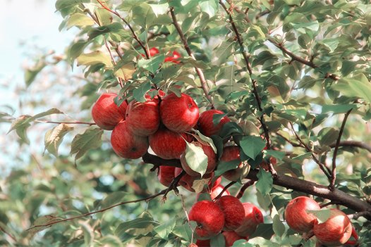 Premium apple rootstocks for sustainable, high-density plantation farming by FILAVAL.