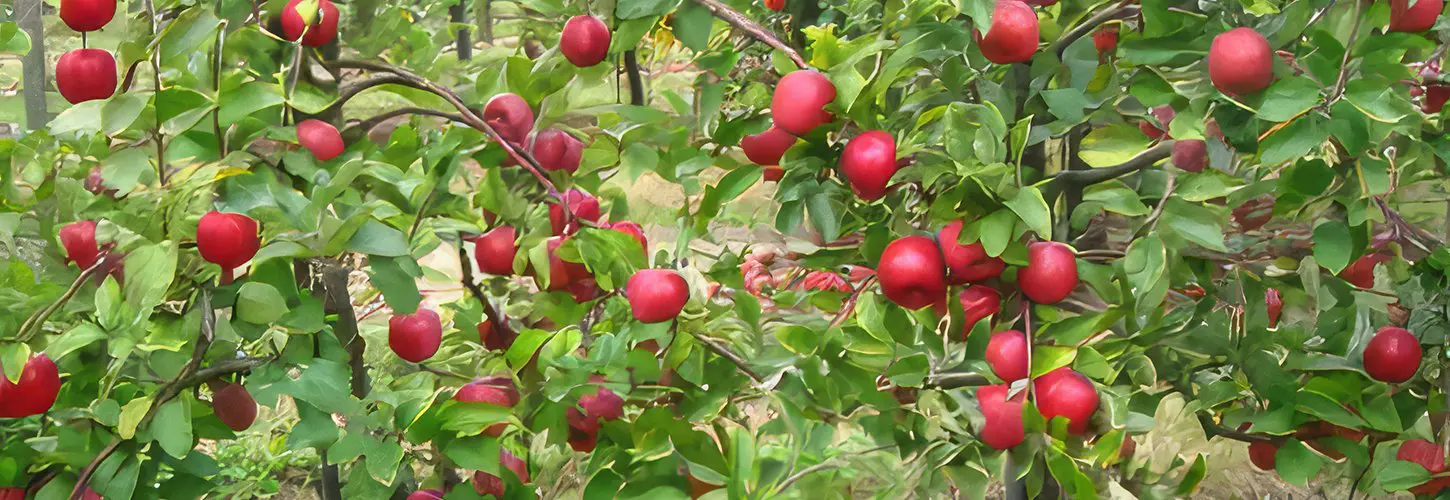 FILAVAL apple varieties showcasing superior quality and flavour.