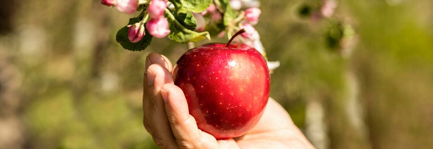 Filaval FAQ section on apple and pear cultivation, covering soil, climate, and maintenance