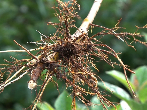 High-quality apple rootstocks from FILAVAL, offering advanced agricultural solutions.