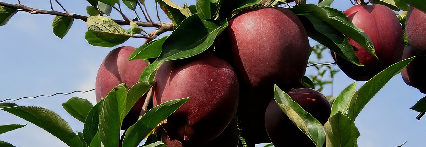 FILAVAL premium apple varieties cultivated to international standards