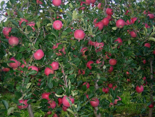 FILAVAL's commitment to excellence in apple farming techniques