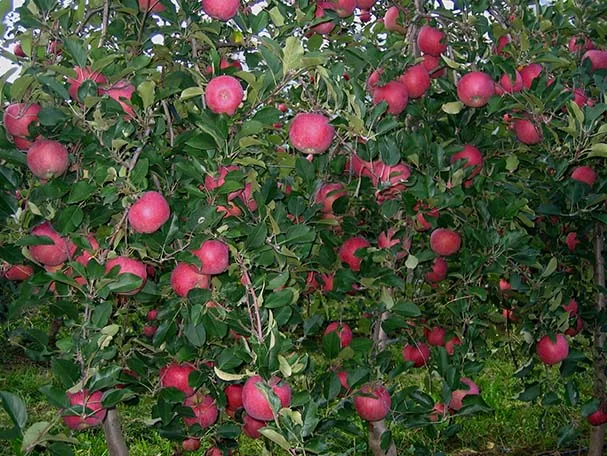 FUJI ZHE AZTEC apples with vibrant pink-red blush and fine stripes, a top Fuji clone.