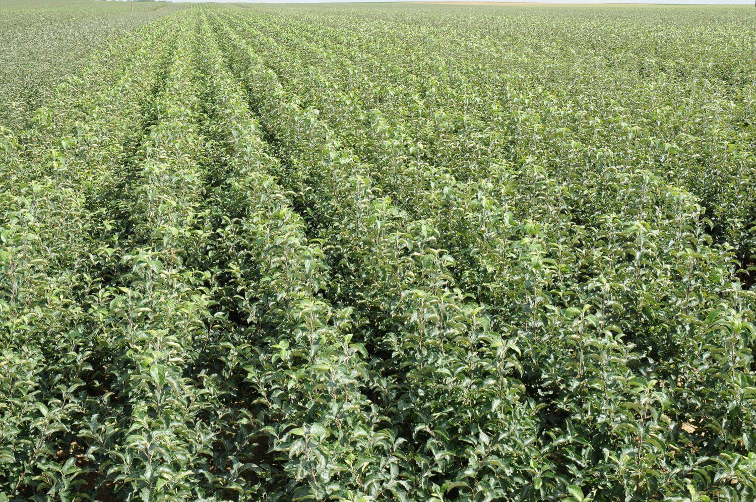 FILAVAL's apple rootstocks optimized for high-density planting and superior fruit production
