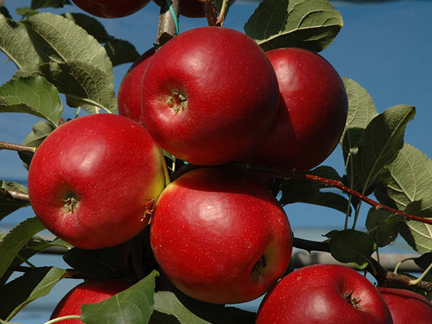 Organic-friendly CRIMSON CRISP apples propagated by FILAVAL, ideal for midseason harvesting.