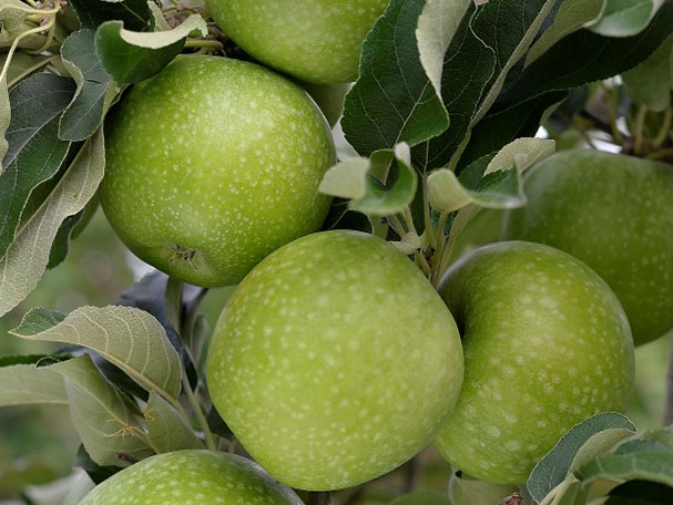 GRANNY CHALLENGER apples with crisp green skin and white lenticels, propagated by FILAVAL.