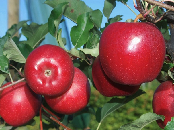 GALAVAL P.V.R apples with vibrant red stripes, cultivated by FILAVAL.