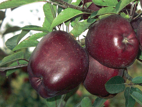 JEROMINE apples with an intense red hue, known as Europe's top reference for Red Delicious, propagated by FILAVAL