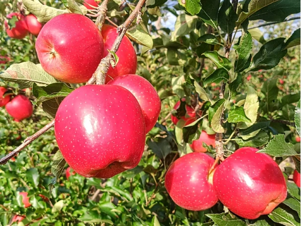 Story Inored Apple variety suitable for warm regions with difficult coloring