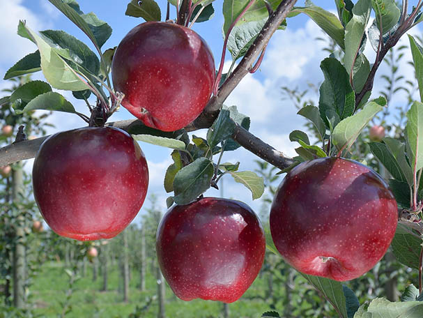 Premium GALASURF apples, known for their juicy, sweet flavour and high productivity, propagated by FILAVAL